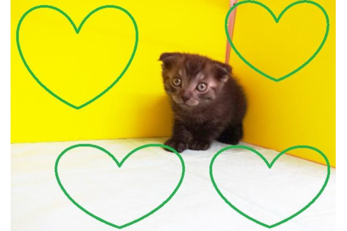 成約済の東京都のスコティッシュフォールド-4486の2枚目