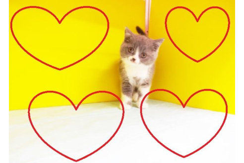 成約済の東京都のブリティッシュショートヘア-4487の1枚目