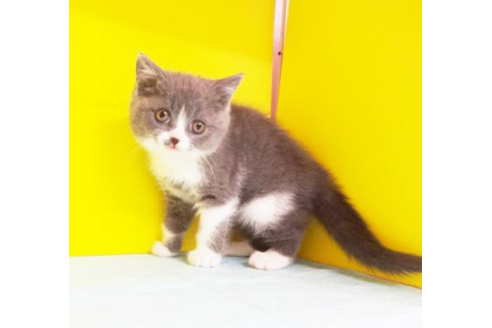 成約済の東京都のブリティッシュショートヘア-4487の2枚目