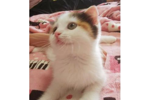 成約済の愛知県のスコティッシュフォールド-4500の5枚目