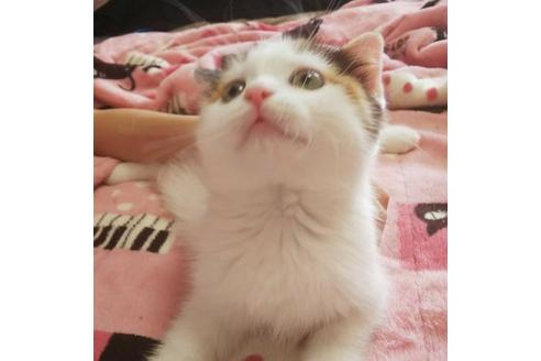 成約済の愛知県のスコティッシュフォールド-4500の4枚目