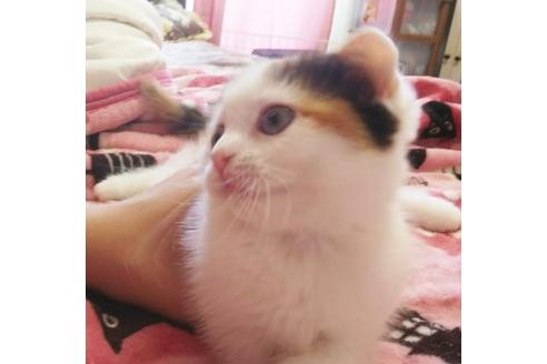 成約済の愛知県のスコティッシュフォールド-4500の3枚目