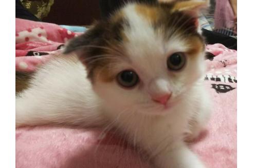 成約済の愛知県のスコティッシュフォールド-4500の2枚目