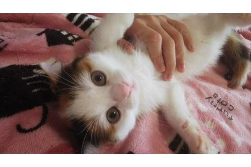 成約済の愛知県のスコティッシュフォールド-4500の1枚目