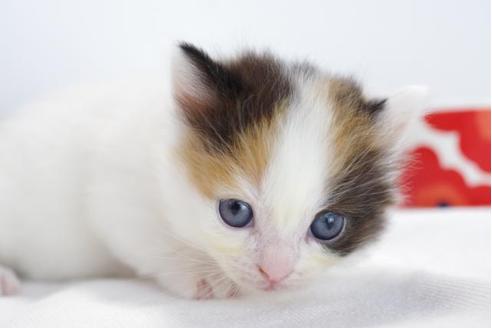 成約済の愛知県のマンチカン-4518の3枚目