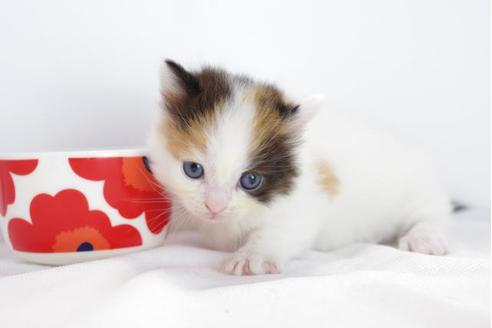 成約済の愛知県のマンチカン-4518の2枚目