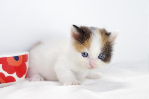 成約済の愛知県のマンチカン-4518の1枚目