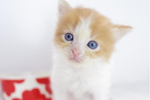 成約済の愛知県のマンチカン-4519の3枚目