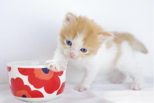 成約済の愛知県のマンチカン-4519の2枚目