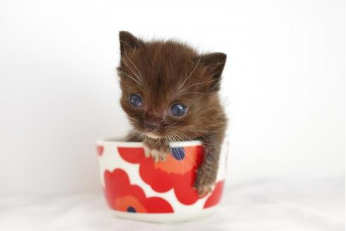 成約済の愛知県のマンチカン-4521の3枚目