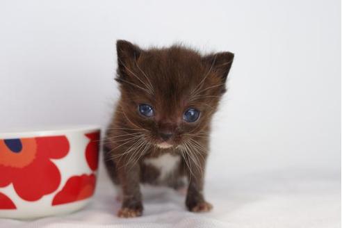 成約済の愛知県のマンチカン-4521の2枚目