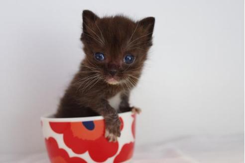 成約済の愛知県のマンチカン-4521の1枚目