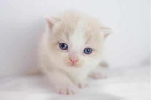 成約済の愛知県のマンチカン-4522の3枚目