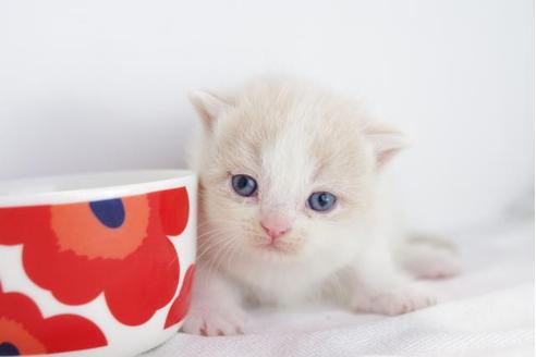 成約済の愛知県のマンチカン-4522の2枚目