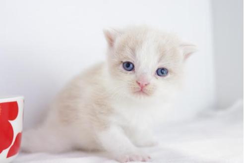 成約済の愛知県のマンチカン-4522の1枚目