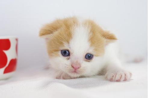 成約済の愛知県のマンチカン-4523の3枚目