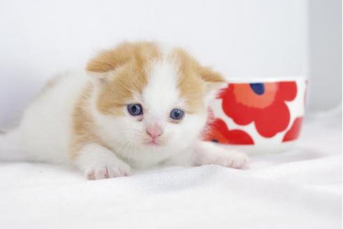 成約済の愛知県のマンチカン-4523の2枚目