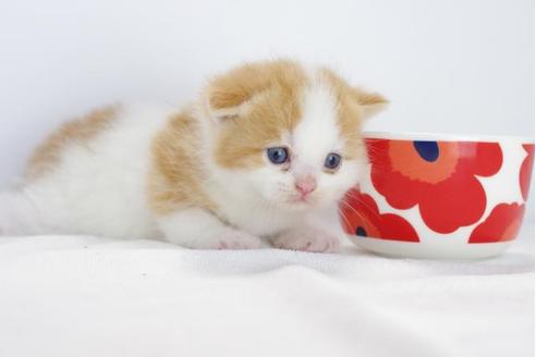 成約済の愛知県のマンチカン-4523の1枚目