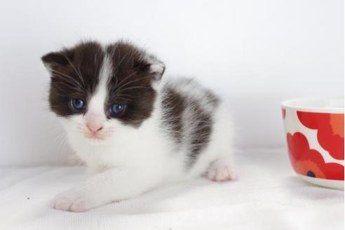 成約済の愛知県のマンチカン-4524の2枚目