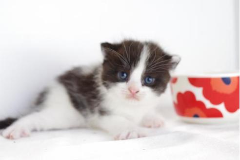 成約済の愛知県のマンチカン-4524の1枚目