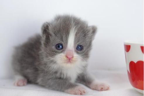 成約済の愛知県のマンチカン-4525の3枚目