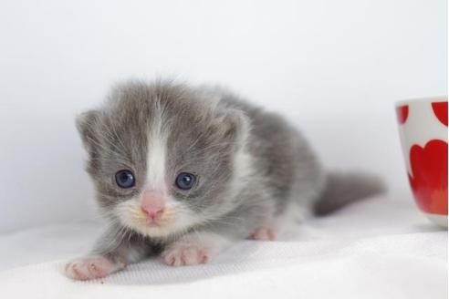 成約済の愛知県のマンチカン-4525の2枚目