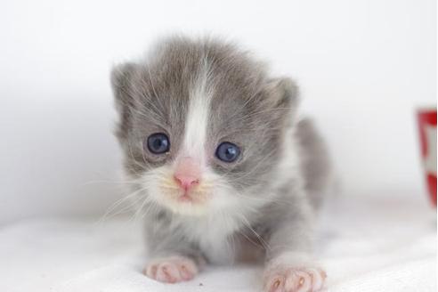 成約済の愛知県のマンチカン-4525の1枚目