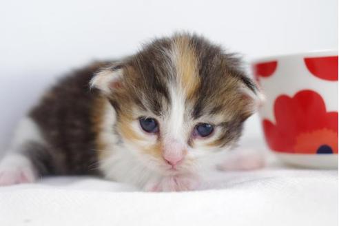 成約済の愛知県のミヌエット-4527の3枚目