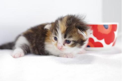 成約済の愛知県のミヌエット-4527の2枚目