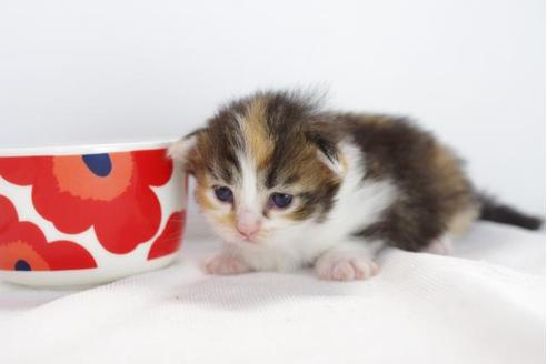 成約済の愛知県のミヌエット-4527の1枚目