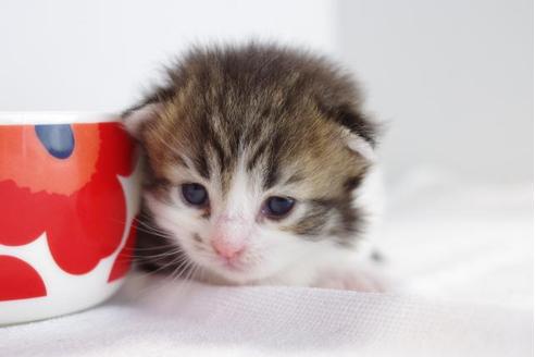 成約済の愛知県のミヌエット-4528の2枚目