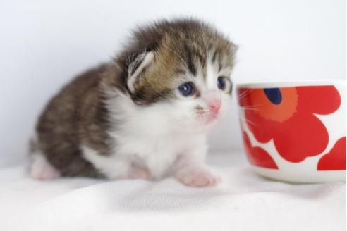 成約済の愛知県のミヌエット-4528の1枚目