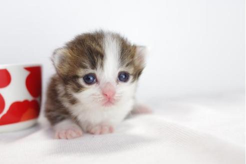 成約済の愛知県のミヌエット-4529の3枚目