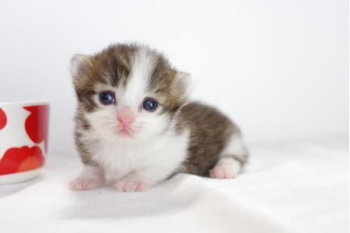 成約済の愛知県のミヌエット-4529の2枚目