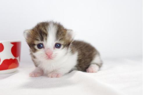 成約済の愛知県のミヌエット-4529の1枚目