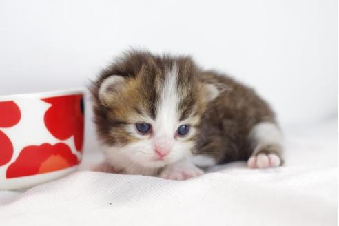 成約済の愛知県のミヌエット-4530の1枚目