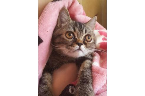 成約済の愛知県のエキゾチックショートヘア-3969の5枚目