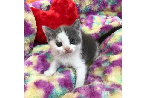 成約済の大阪府のスコティッシュフォールド-4546の5枚目