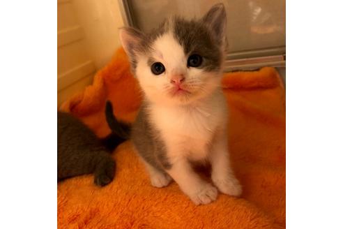 成約済の大阪府のスコティッシュフォールド-4546の4枚目