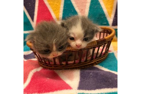 成約済の大阪府のスコティッシュフォールド-4546の3枚目