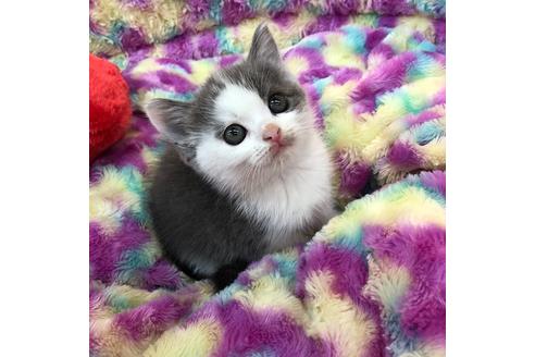 成約済の大阪府のスコティッシュフォールド-4546の2枚目