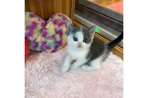 成約済の大阪府のスコティッシュフォールド-4546の1枚目