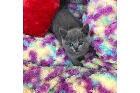 成約済の大阪府のブリティッシュショートヘア-4547の4枚目