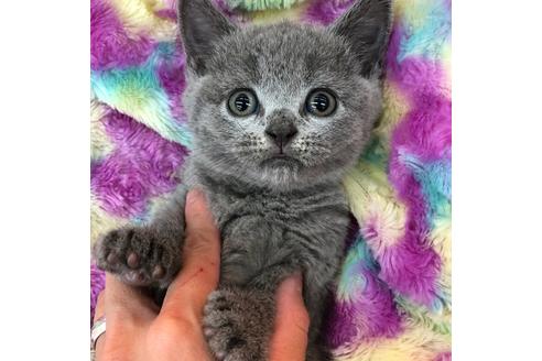 成約済の大阪府のブリティッシュショートヘア-4547の3枚目