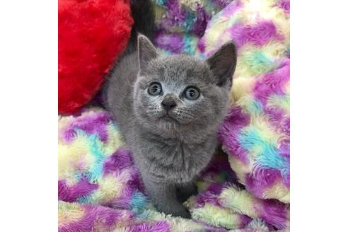 成約済の大阪府のブリティッシュショートヘア-4547の1枚目