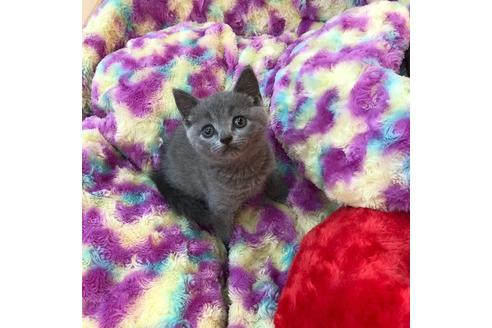 成約済の大阪府のブリティッシュショートヘア-4548の4枚目