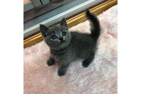 成約済の大阪府のブリティッシュショートヘア-4548の3枚目