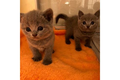 成約済の大阪府のブリティッシュショートヘア-4548の2枚目