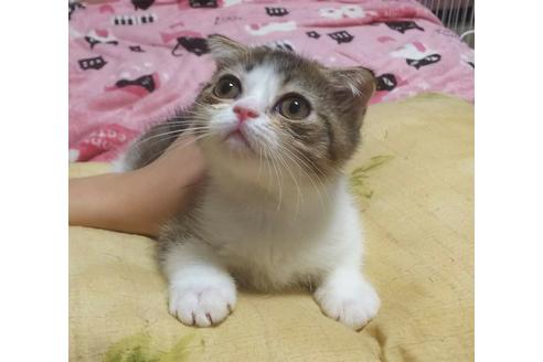 成約済の愛知県のスコティッシュフォールド-4499の5枚目