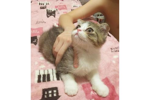 成約済の愛知県のスコティッシュフォールド-4499の3枚目